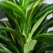 PIANTA TROPICALE DECORATIVA DRACENA FINTA IN PLASTICA CON VASO