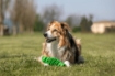 BAMA GIOCO PER CANI TIRA & MOLLA STIMOLA L’ATTIVAZIONE MENTALE DEL CANE CM D.8X25 GALLEGGIA E RIMBALZA COLORI ASSORTITI 