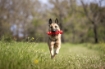 BAMA GIOCO PER CANI TIRA & MOLLA STIMOLA L’ATTIVAZIONE MENTALE DEL CANE CM D.8X25 GALLEGGIA E RIMBALZA COLORI ASSORTITI 