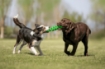 BAMA GIOCO PER CANI TIRA & MOLLA STIMOLA L’ATTIVAZIONE MENTALE DEL CANE CM D.8X25 GALLEGGIA E RIMBALZA COLORI ASSORTITI 