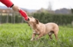 BAMA GIOCO PER CANI TIRA & MOLLA STIMOLA L’ATTIVAZIONE MENTALE DEL CANE CM D.8X25 GALLEGGIA E RIMBALZA COLORI ASSORTITI 