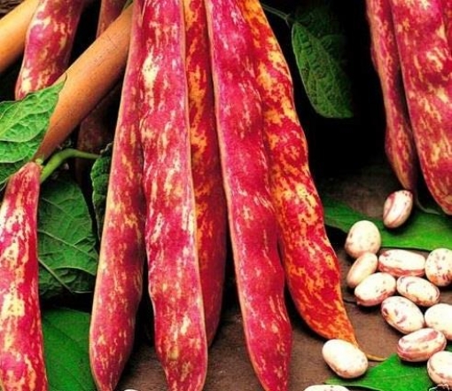 BUSTINA SEMENTI FAGIOLO NANO BORLOTTO DA SGRANO 250 GR
