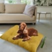 OPTIMO CUCCIA CON MORBIDO CUSCINO INTEGRATO BOMBER TINTA UNITA 50X80 CM COLORAZIONE ASSORTITA OKX