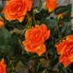 PIANTA FINTA DI CAMELIA DA 21 FIORI CON VASO RIEMPITO IN CEMENTO E MUSCHIO, Ï18X90 CM, ARANCIONE