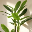 ALBERO DI BANANO ARTIFICIALE PIANTA FINTA CON 18 FOGLIE, 180 CM, VERDE
