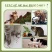 ALBERO TIRAGRAFFI CON LETTINO PER GATTI, 2 PALLINE, PIATTAFORMA E PALO IN SISAL, VERDE E BIANCO