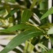 PIANTA ARTIFICIALE DI BAMBÙ, 180 CM PIANTA FINTA REALISTICO CON VASO DECORATIVO PER SOGGIORNO E CAMERA DA LETTO, VERDE