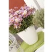 BAMA PORTAVASO PAGLIA 19 CM PANNA